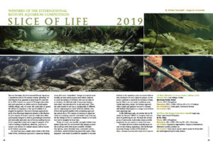 Slice of Life 2019: competition judge and AMAZONAS Sr. Editor Michael J. Tuccinardi presents and discusses the winners of the recent International Biotope Aquarium Competition.