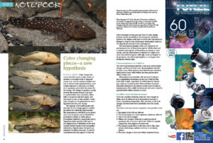 Aquatic Notebook is your first stop for concise stories of interest to aquarists. In this issue, Steven Grant puts forth a hypothesis for the underlying causes of color change in plecostomus, and Oliver Lucanus raises alarm over the ongoing damming of the Amazon's rivers, often causing serious environmental damage beyond that runs deeper than simply altering geography and river flows.