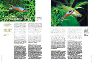 The Cardinal Tetra is rather familiar, but have you seen the lookalike Cardinal Guppy? Friedrich Bitter discusses two distinct new guppy strains with convergent appearances.