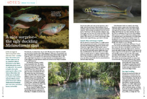 Never underestimate a gray fish—that is probably the takeway message from Hans-Goerg Evers and the collection of Melanotaenia susii during an expedition to the Bird's Head Peninsula of western New Guinea.