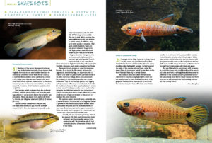 AMAZONAS Magazine’s Species Snapshots bring you closer to exciting new imports and rekindle passions for varieties that sometimes fall out of favor. In this issue, we share in-depth looks at Parananochromis ornatus, Betta cf. compuncta 'Candy', and Nannocharax altus. This exclusive content is found nowhere else but the pages of AMAZONAS Magazine!