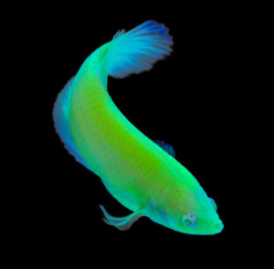 Female GloFish® Betta in Electric Green®. Image from Spectrum Brands, Inc.