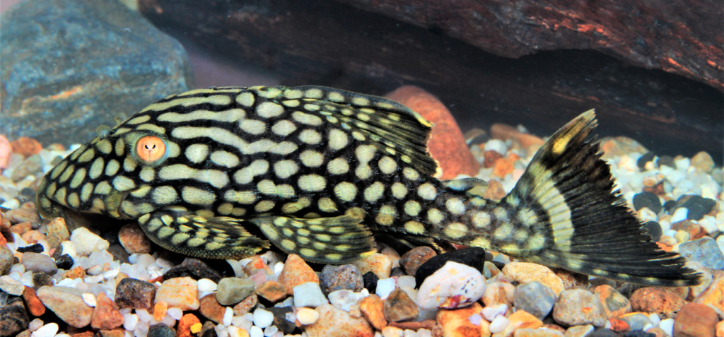 Panaque nigrolineatus lauafabianae from a tributary to the Guaviare River, Colombia. Image from Ortega-Lara and Lujan, 2020.