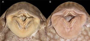 Oral disks of (A) paratype of Panaque. nigrolineatus laurafabianae, 268 mm SL, showing well-developed patches of papillae immediately interior to each premaxillary and dentary tooth row and (B) P. nigrolineatus nigrolineatus, 267 mm SL, with much smaller, more reduced patches. Figure 3 in Ortega-Lara & Lujan 2020.