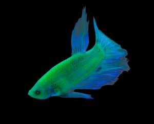 Premium male GloFish® Betta in Electric Green®. Image from Spectrum Brands, Inc.