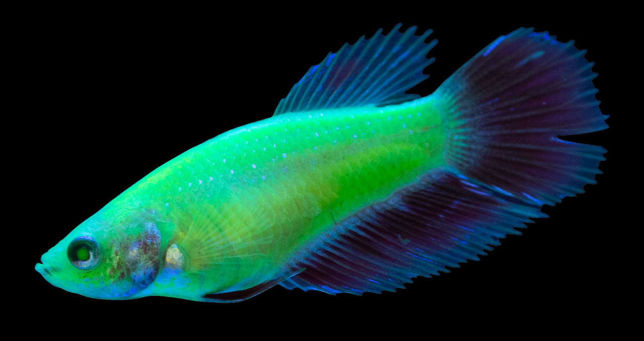 GloFish Introduces Bettas to Fluorescent Fish Offerings AMAZONAS Magazine