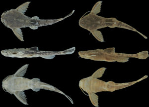 Bunocephalus hertzi (left), 53.8 mm SL holotype Bunocephalus larai (right), 49.5 mm SL. Image adapted from Esguícero, Castro, and Pereira 2020.