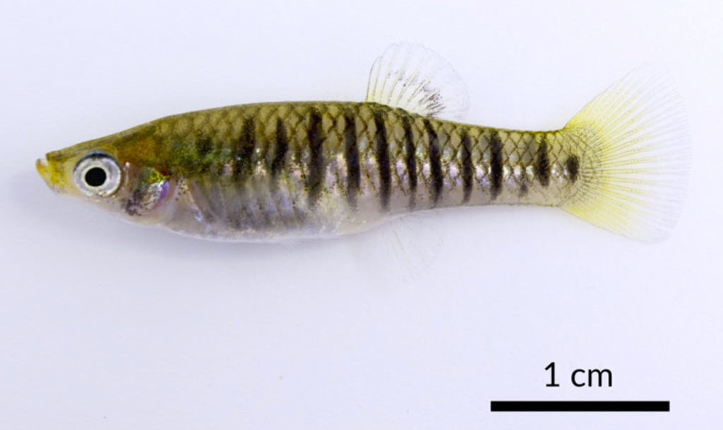 Live female Limia isle collected from Lake Miragoane, Haiti. Image from Rodriguez-Silva and Weaver 2020.