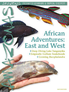 AMAZONAS Magazine, Volume 9, Number 3, AFRICAN ADVENTURES: East and West, on sale April 7th, 2020! On the cover: (top to bottom) Aphiosemion striatum GEGVPO 2018-1 ‘Movo’, Neolamprologus leleupi longior ‘Hapa Ingii Fara’ dark morph, Mormyrus rume. Photos: Heinz Ott, Tautvydas Pangonis, Lawrence Kent