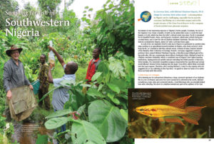 Killies, cichlids, tetras and catfishes are just some of the treasures discovered as Lawrence Kent takes you on a journey, sampling for fish in Southwestern Nigeria.