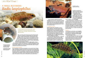 Sometimes, as Torsten Kortum reports, it’s a fortunate accident that provides aquarists with a new species. That was the case with the small, red Badis laspiophilus.