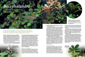 Friedrich Bitter feels that it’s not just new fishes and invertebrates that aquarists crave; the many attractive forms of Bucephalandara, the low-maintenance plant genus from Borneo, stirs the hearts of aquascapers and collectors, creating a desire for even more.