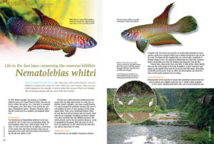 Like a time-lapse video in fast forward, seasonal killifishes complete their entire life cycles within just a few months. Their lives and deaths depend on the interplay of nature within the seasons of flood and drought. The clock begins ticking for Nematolebias whitei with the onset of the first rainfall. Ernst Sosna shares the secrets of spawning this impressive species.