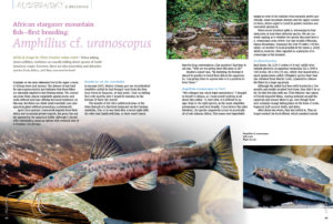 Oliver Drescher reports on the first breeding a piscine oddity most of you haven't even heard of—the African stargazer mountain fish, Amphilius cf. uranoscopus!