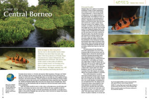 "My last visit to the beautiful Sunda Island of Borneo," recalls Hans Georg-Evers, "was more than ten years ago when I flew from Jakarta to Palangka Raya, a boomtown in Central Kalimantan, the Indonesian part of Borneo. The area is one of the centers of the palm oil industry, where primary forests are burning every day to make room for more and more monocultures. My biggest question was, will we find anything interesting left there?"