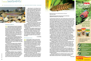 We round out every issue with AMAZONAS' Species Snapshots—concise glimpses at rare and unusual fishes showing up in the aquarium trade and hobbyist circles. In our latest installment, we give expanded coverage to two very unique species; Friedrich Bitter offers insights on Plataplochilus miltotaenia, and Anton Lamboj reveals the dwarf ctenopoma, Microctenopoma nanum.