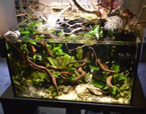 This aquascaped aquarium on display at the Hydor Booth during the 2020 Global Pet Expo featured plants by Florida Aquatic Nurseries, fish from Aquarium Fish Depot, and was aquascaped by MDA (Miami Dade Aquascaping).