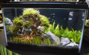 Another Zoo Med display featuring the "Bonsai Driftwood".