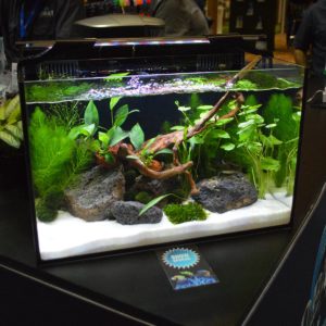 A really put-together desktop aquascape at the Cobalt Booth.