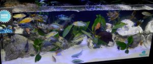 More African cichlids from Nautilus Tropical Fish Wholesale turned up in this Cobalt Aquatics display tank.