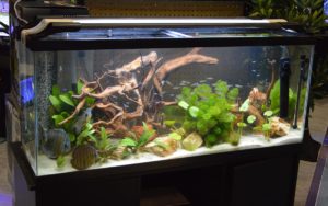 Cobalt Aquatics showcased the Aquael LEDDY SLIM LED aquarium lighting with this display.