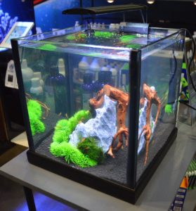 A small shrimp tank on display as part of the Cobalt Aquatics booth.