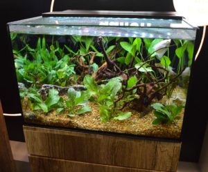 Marineland's Exhibit Series aquariums have hidden, built in filtration. Shown here, the 29-gallon model.