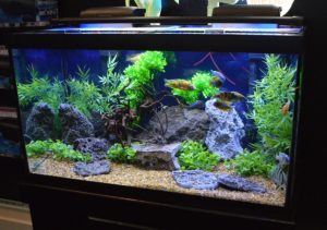 A classic Marineland aquarium in the Penguin filter display.