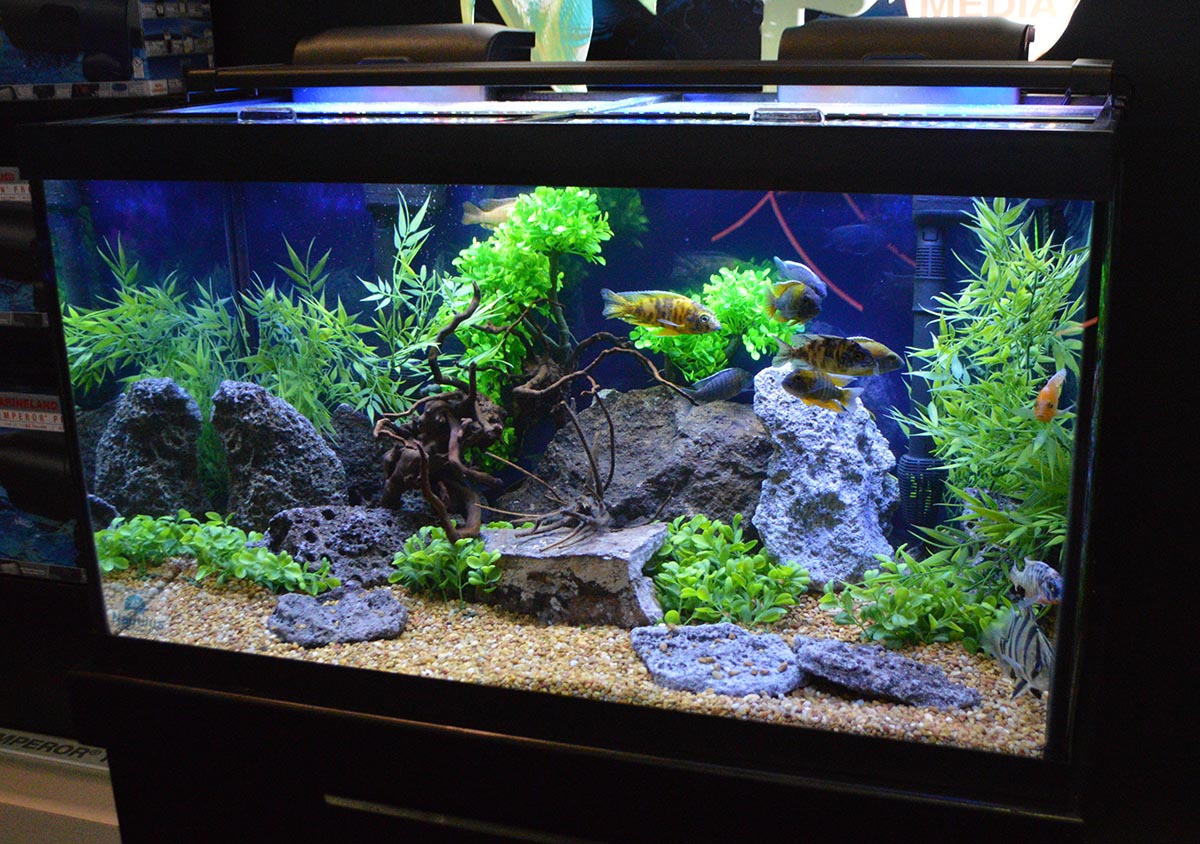 The Freshwater Aquariums and Planted Tanks of Global Pet Expo 2020 -  AS Magazine