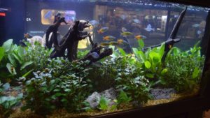 A closer look at the aquariums interior and inhabitants.