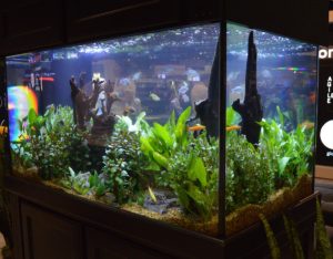 One of the nicest angles for viewing the Spectrum Brands tank.