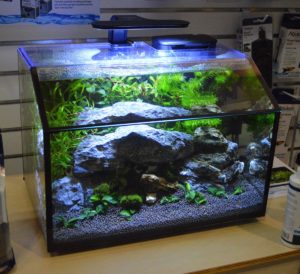 Aqueon had this pretty little aquarium with partially slanted front panel on display...but no word on what the model is or if it is yet available.