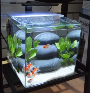 And underneath the larger rimless aquarium from Aqueon, we found this smaller rimless cube tank with goldfish.1