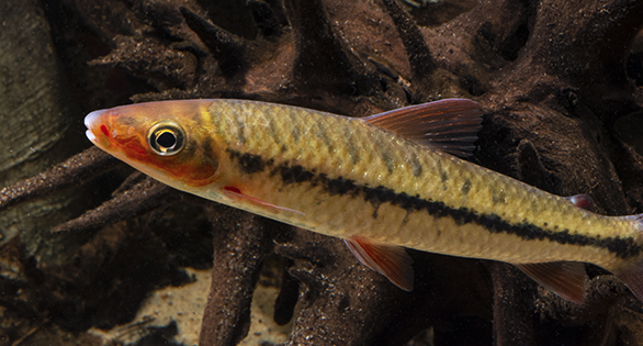 Uncommon Imports: Rare Anostomids from the Rio Ventuari