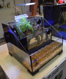 The 3 Chamber Desktop Aquaterrarium from Penn Plax unique take on the nano desktop aquarium.