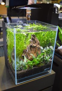 The 2.65 Gallons Betta Low Iron Ultra Clear Aquarium R460052 from LifeGard Aquatics.