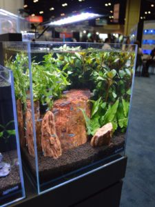 And the largest in teh product line, the 8.3 Gallons Elevated Low Iron Ultra Clear Aquarium R460051 from Lifegard Aquatics.