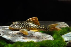 Scobinancistrus aureatus (L14) is a red-listed species that will continue to enter the aquarium trade with special export permission.