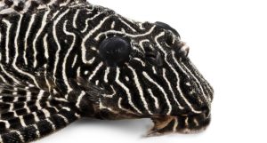 Brazil is home to many iconic freshwater fishes such as this Hypancistrus sp. L-260 Queen Arabesque Pleco, native to the Rio Tapajós.