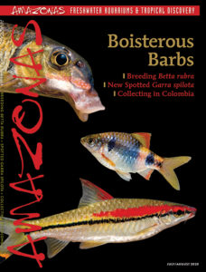 AMAZONAS Magazine, Volume 9, Number 4, BOISTERIOUS BARBS, on sale June 2nd, 2020! On the cover: (top to bottom) Hypselobarbus kurali, indigo barb (Pethia setnai), and Denison’s barb (Sahyadria denisonii). Photos: Ralf Britz (top and bottom), V.K. Anoop (middle).
