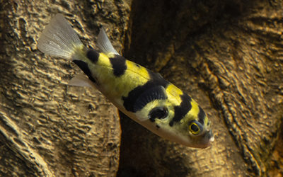 Spotlight: the Amazon Puffer (C. asellus) in the wild and in the aquarium