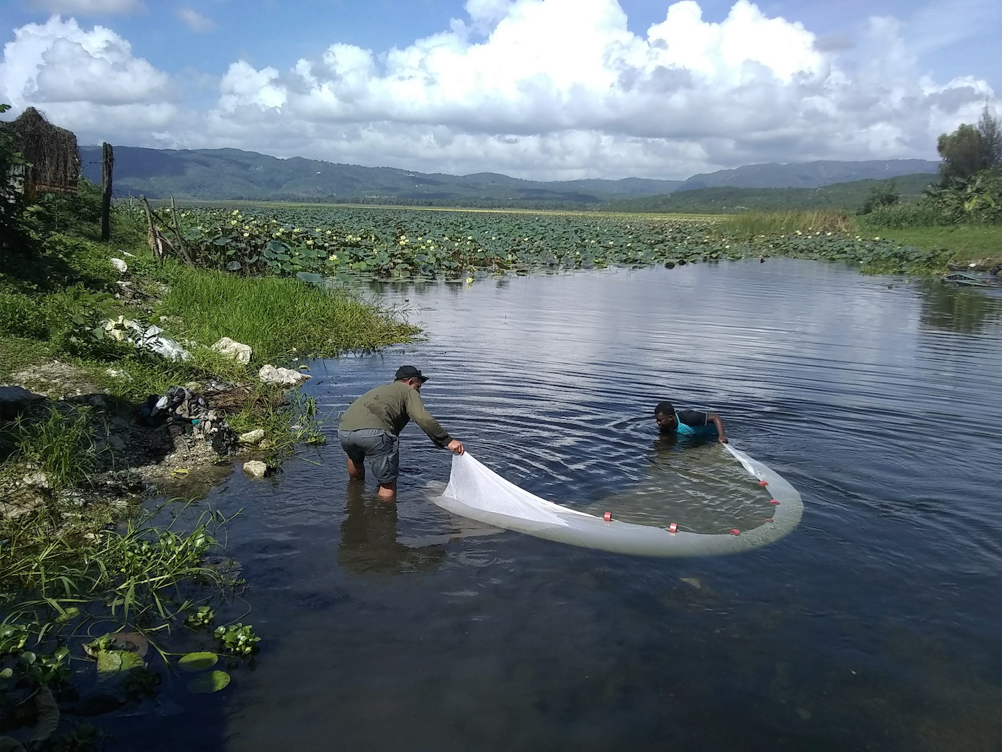 Habitat of L. mandibularis in Lake Miragoâne. Image from Rodriguez-Silva, Torres-Pineda, and Josaphat 2020.