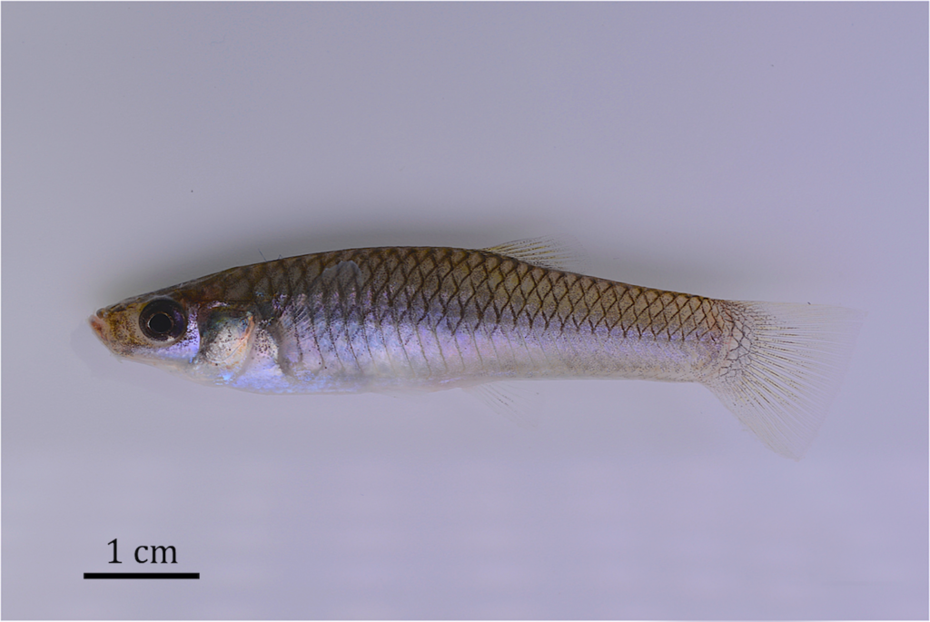 Female Limia mandibularis (48.5 mm SL). Image from Rodriguez-Silva, Torres-Pineda, and Josaphat 2020.