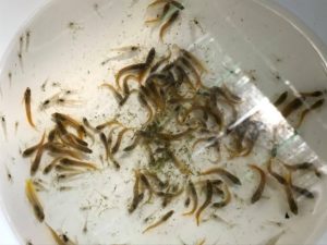Dozens of captive-bred Tophat Blennies. Image credit Pei-Sheng Chui