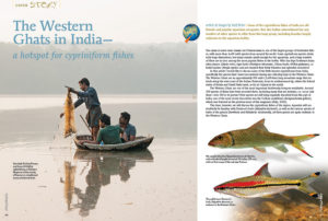 The Western Ghats in India—a hotspot for cypriniform fishes? So says Ralph Britz, who starts by noting, "Some of the cypriniform fishes of India are old friends and popular aquarium occupants. But, the Indian subcontinent has any number of other species to offer from this huge group, including beauties largely unknown in the aquarium hobby."