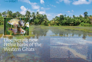 Unmesh Katwate brings you a fresh story of ichthyological discovery, an adventurous and somewhat circuitous journey in identifying small ticto barbs, using an integrative taxonomic approach, while addressing the long standing taxonomic issues. Learn more in this cover story, "Discovering new Pethia barbs of the Western Ghats."