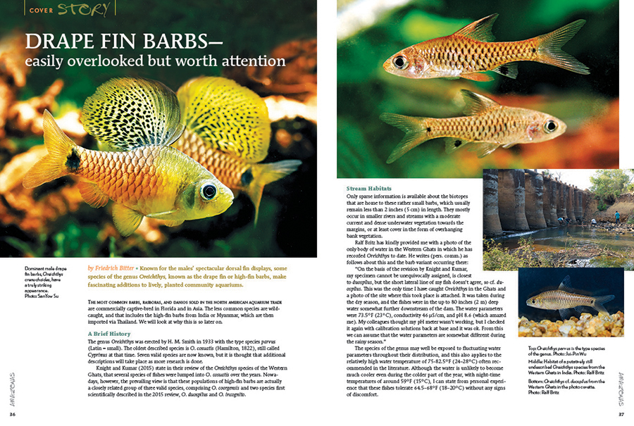 AMAZONAS Magazine “BOISTEROUS BARBS” Inside Look!