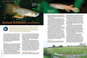 Continuing our coverage of South American adventures, Frans Vermeulen is off in search of new and rare species of Bolivian Killifhes.