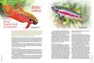 Betta rubra already had a devout fanbase among anabantoid lovers, but Hansjürgen Dieke is about to quicken pulses again with his story of the spade-tailed Betta rubra from Banda Aceh in Sumatra.