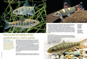 Who doesn't love first breeding reports for new species? Sebastian and Richard Wolf share their experience breeding the spotted garra, Garra spilota.